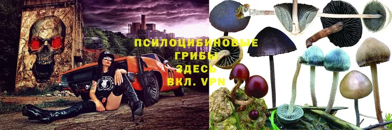 Псилоцибиновые грибы Cubensis  маркетплейс клад  Трубчевск  OMG зеркало 